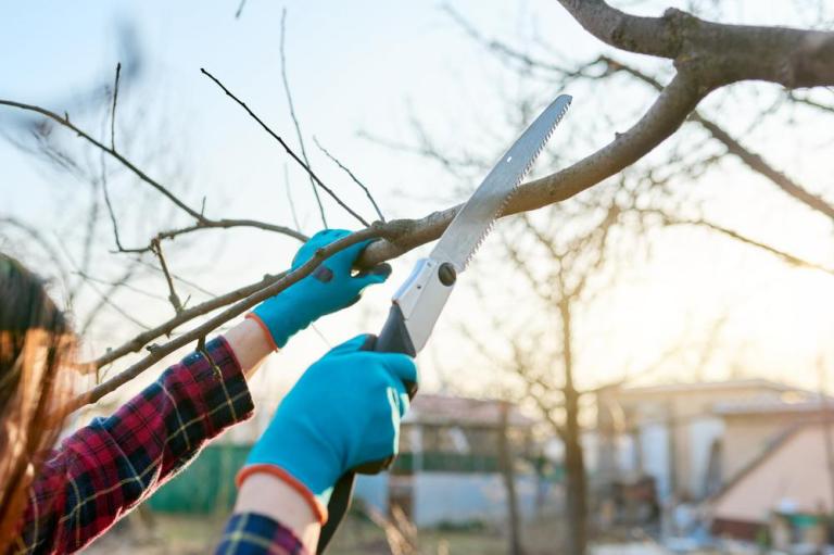 Élagage des arbres à Fontenay-Mauvoisin : les bonnes pratiques