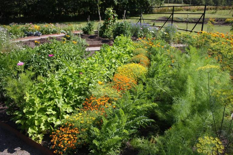 Nos conseils pour réussir la création d'un potager à Mantes-la-Ville